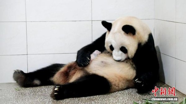 上阳网 上海首次迎来大熊猫“子二代”诞生 “芊金”喜得龙凤胎